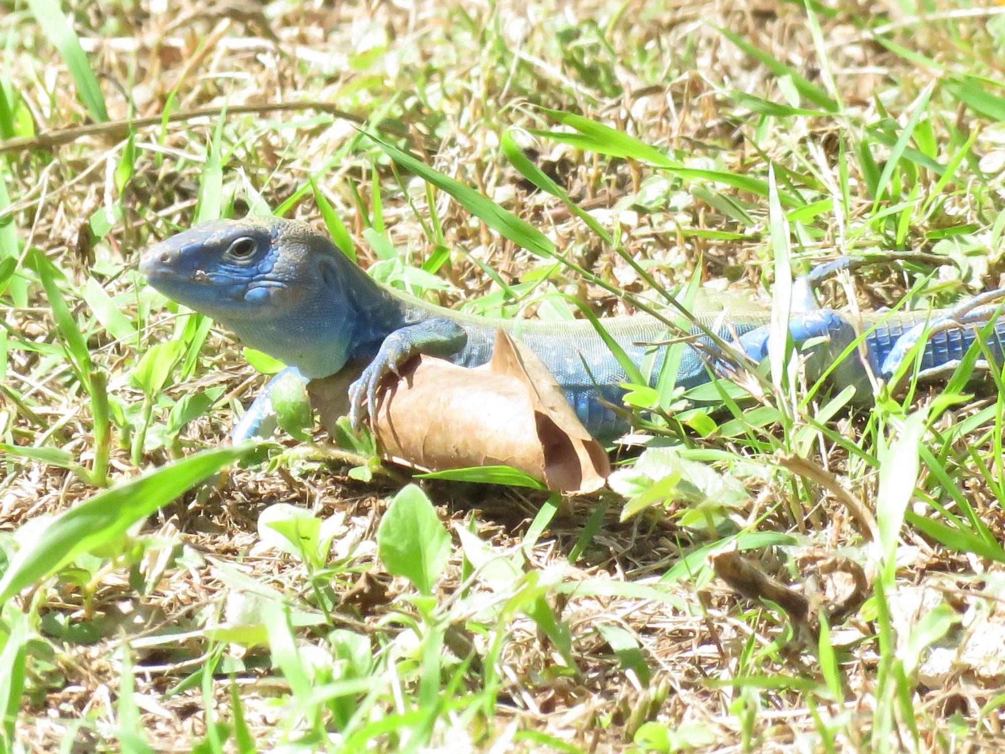 Blue Lizard House Villa San Andres  Luaran gambar